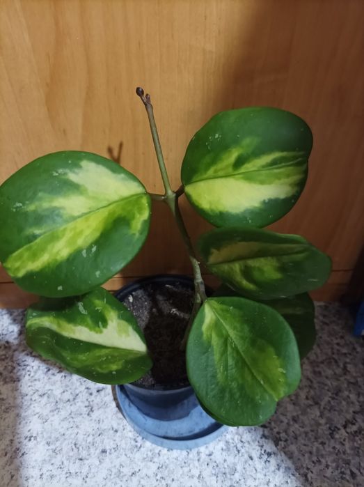 Хойя Обовата варієгата