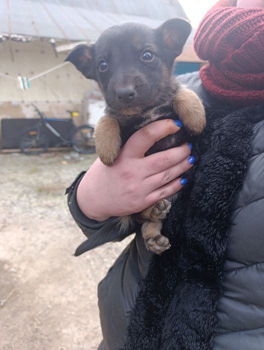 Отдам в хорошие руки щенков