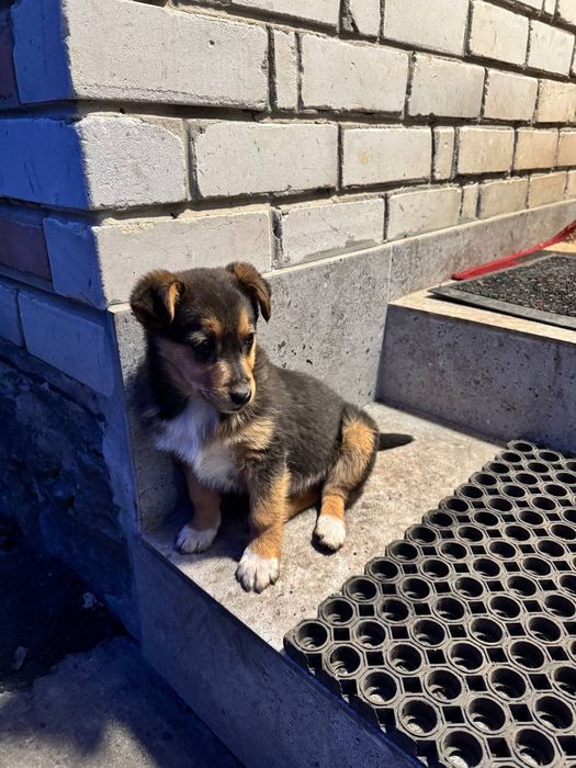 Віддам  цуценя , вік 3 місяця