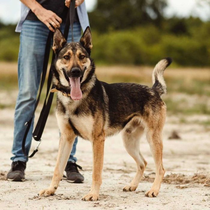 Grey wciąż szuka domu.