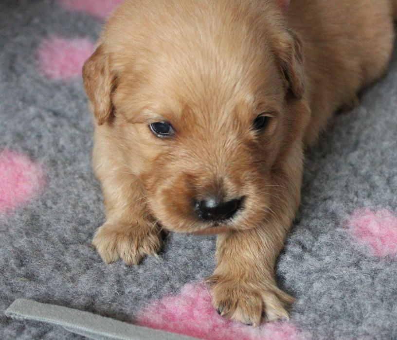 Szczeniak Golden retriever