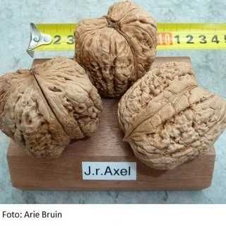 Азиміна, Бамбук обмін на Горіхи, Берека, Еводія