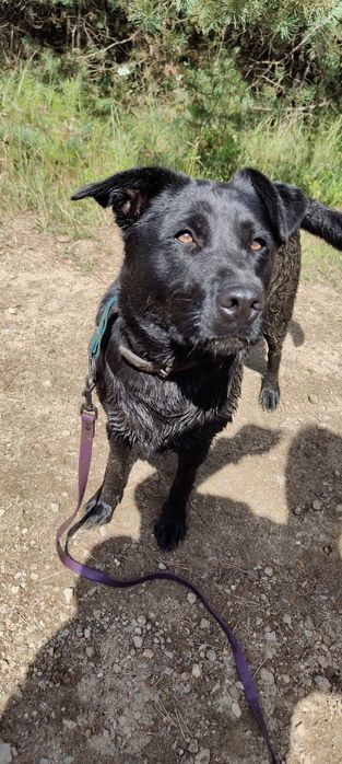 Duża, młoda i łagodna suczka mix labrador do adopcji