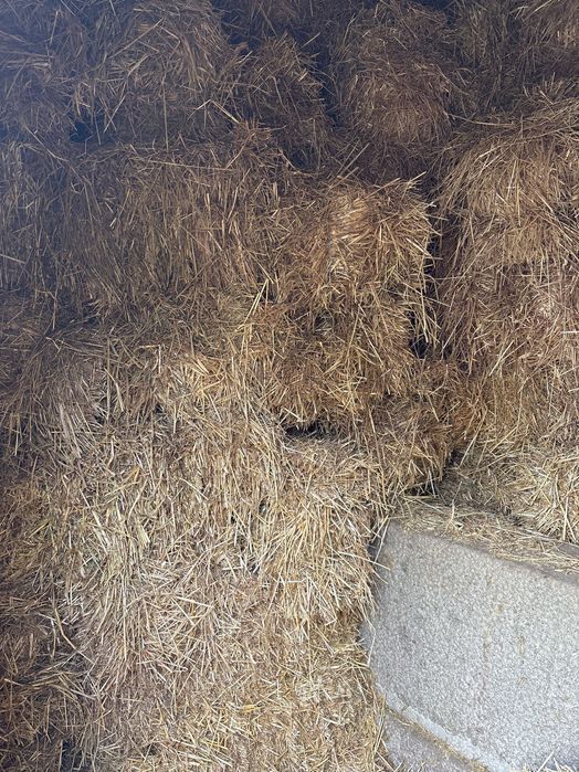 vendo feno da última colheita