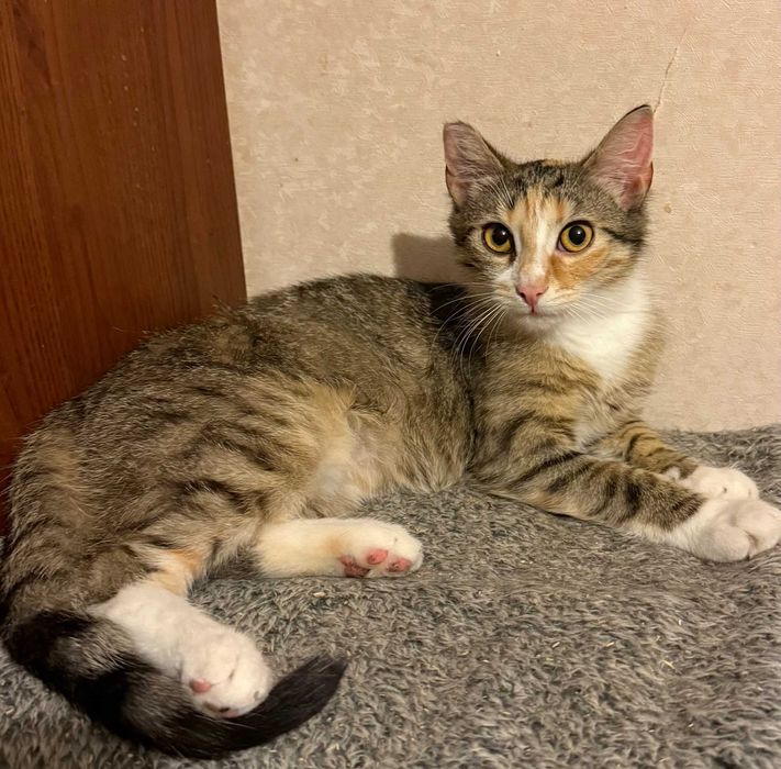 Bajeczna Daisy szuka człowieka.