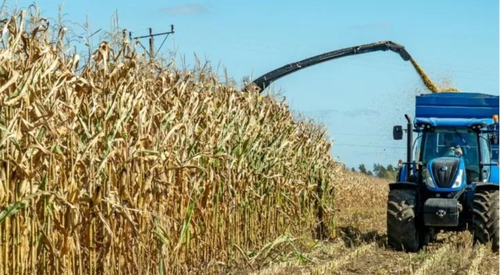 Kiszonka z Kukurydzy w balotach,Sianokiszonka lucerna.Transport Grati