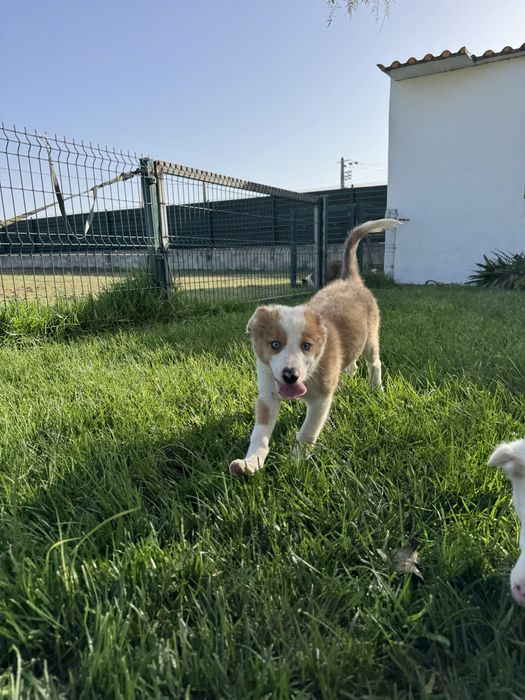 Border Collie Fêmea RedMerle Fofa