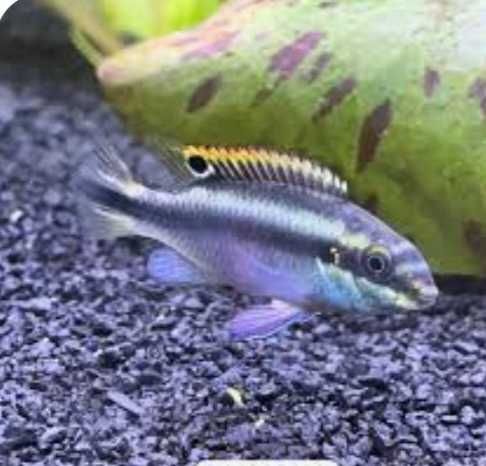 Peixes kribensis