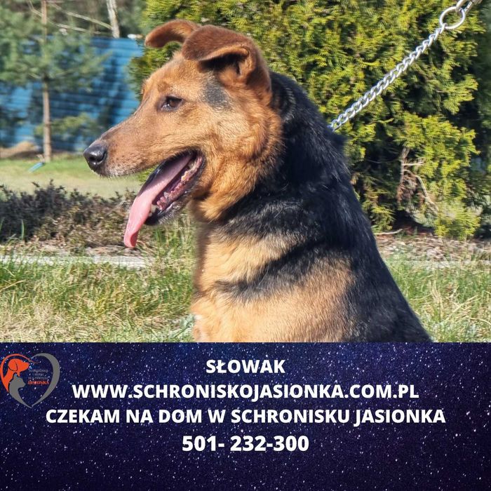 Słowak w schronisko jasionka  aktualne