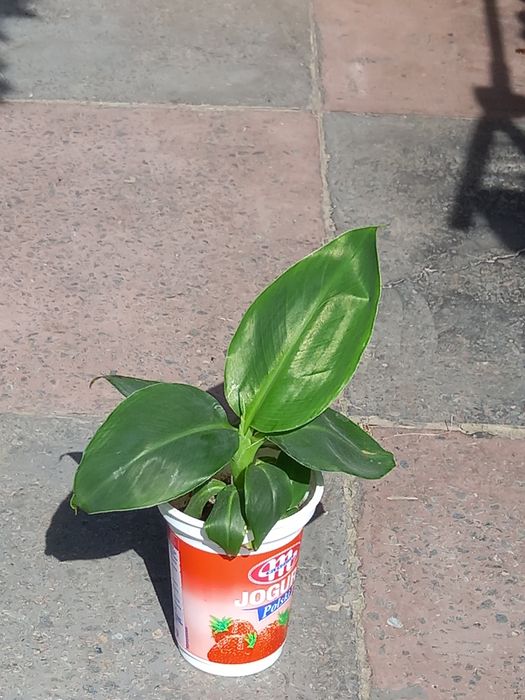 Банан кімнатний або києвський