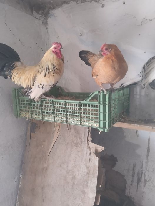 Продам карликовый курей пара