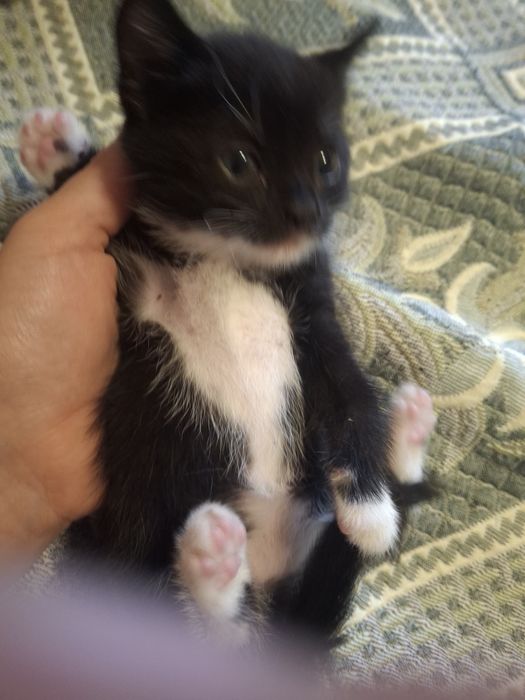Кошенята, котики, киця
