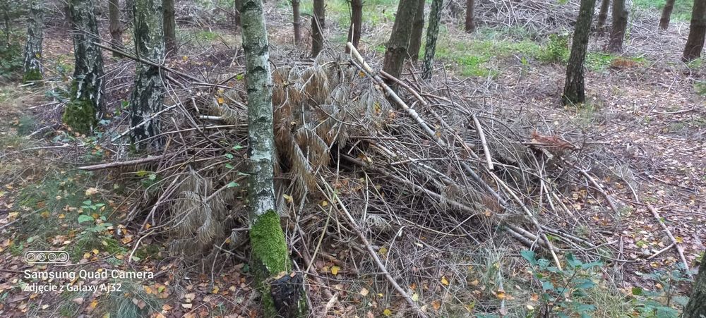 Gałęzie, duża ilości.