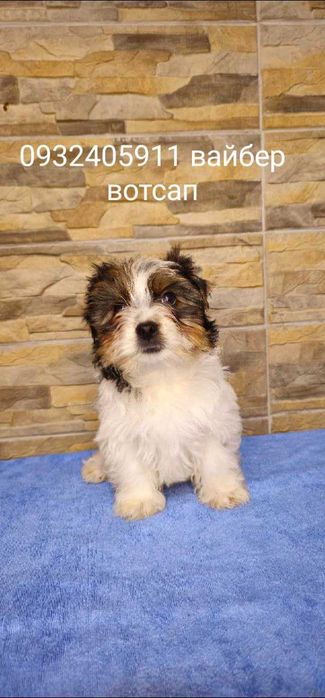 Мальчики бивер йорк