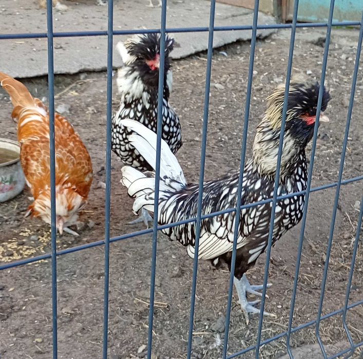 Koguty czubatka miniaturowa 50 za szt