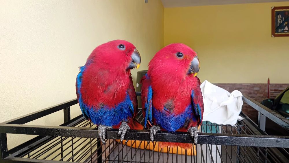 Aves criadas em cativeiro