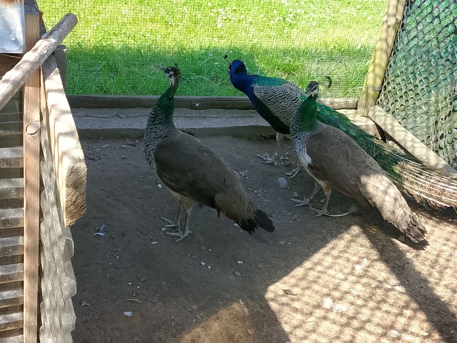 Jaja lęgowe pawi