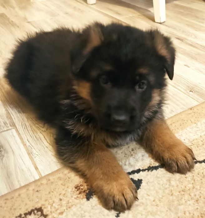 Owczarek niemiecki FCI