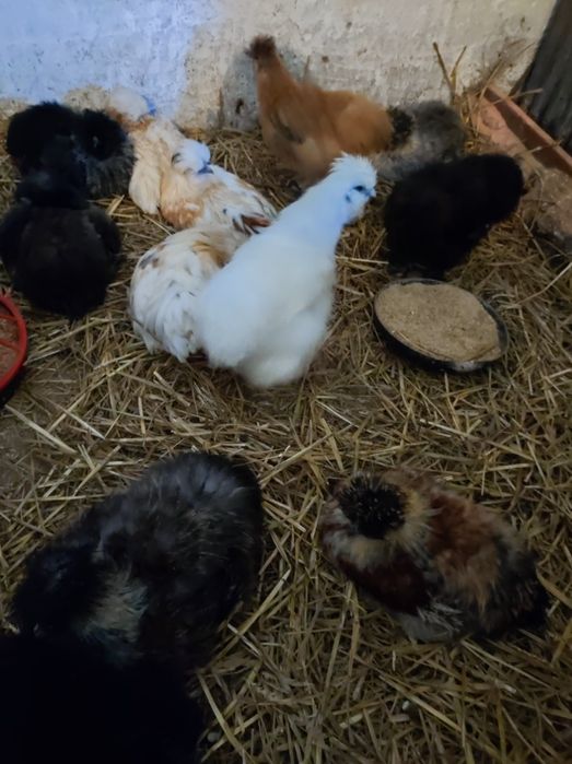 Koguty silki i mieszance mix