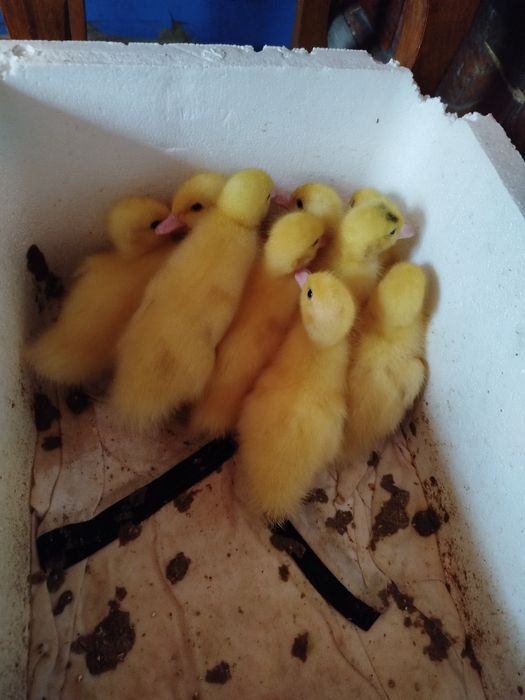 Каченята мускусна індокачка