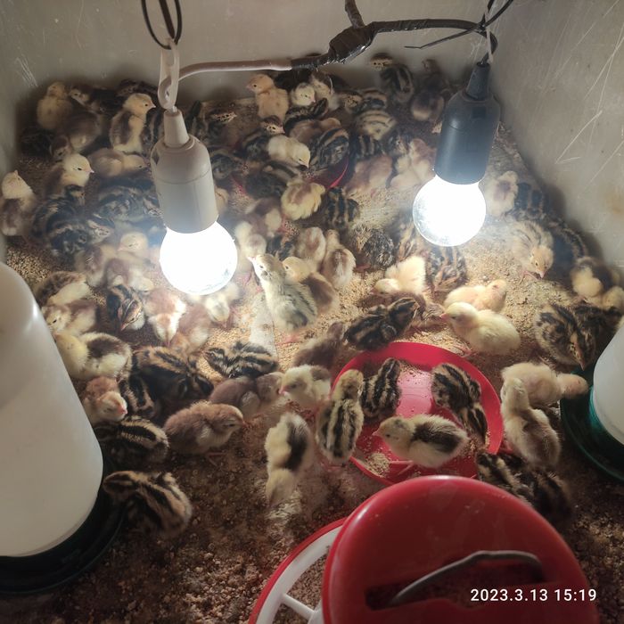 Przepiórki, przepiórka