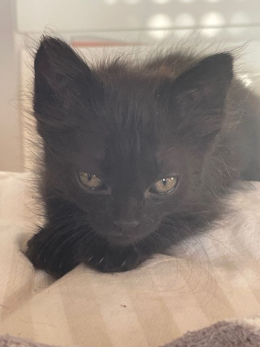 gatinhos de dois meses para adoção