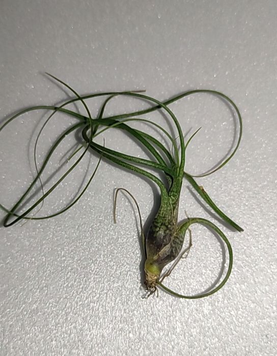 Тілландсії красуні