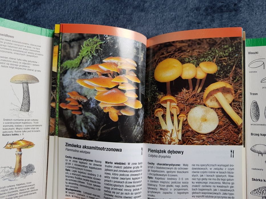 Grzyby - przewodnik kieszonkowy, jadalne i trujące, grzybobranie