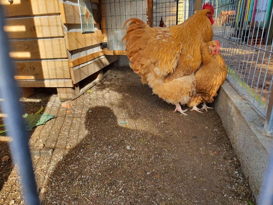 Ovos Orpington Amarelo