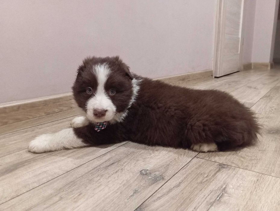 Border Collie z rodowodem