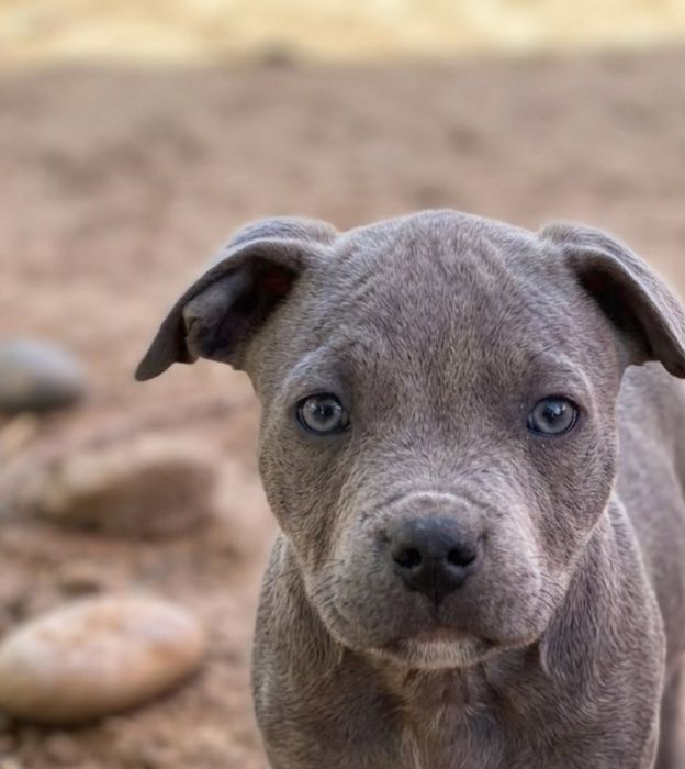 Staffik.  Staffordshire bull terrier SUNIA  staffik