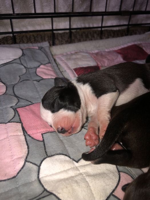 Хлопчик і дівчинка в люблячу родину