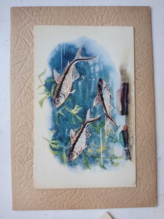 Вінтажний набір листівок з рибами