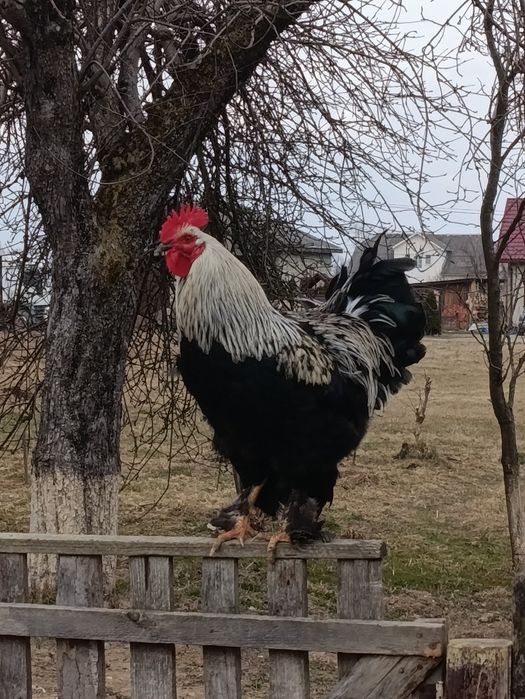 Півень  Кугут Продається