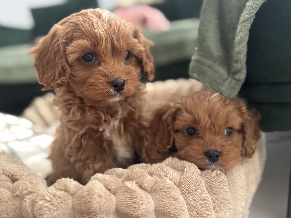 Cavapoo - piesek ;)