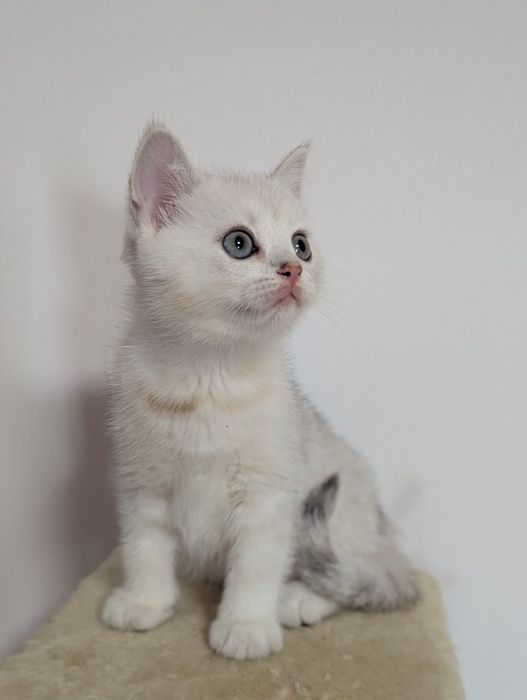 Шотландские прямоухие котята серебристые шиншиллы страйтики