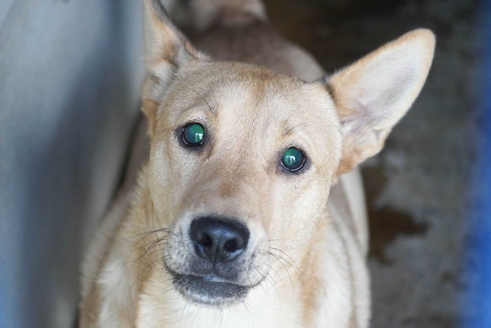 Fosfor - niewidomy psiak szuka domu