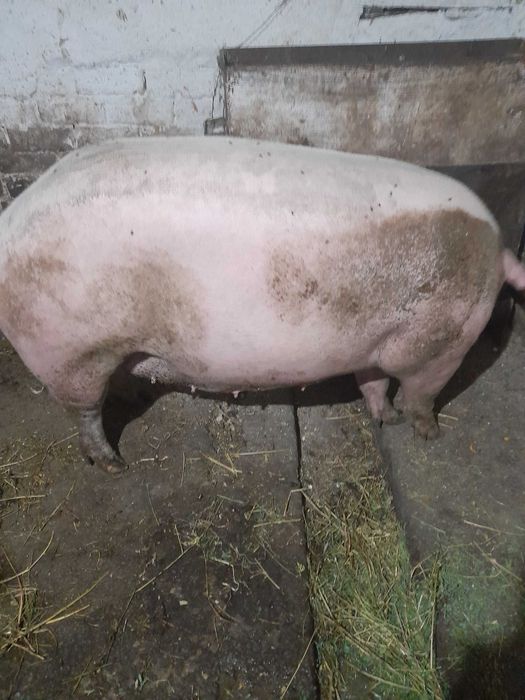 Продам свиноматку порода велика біла після одного опоросу хороша