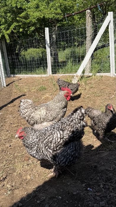Vende-se ovos galados de galinha raça Malines