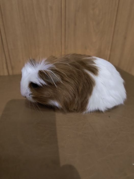 Морская свинка Коронет.