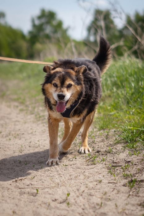 Irys senior do adopcji w Schronisku Nadzieja w Napierkach