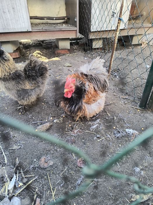 Sprzedam koguty ozdobne