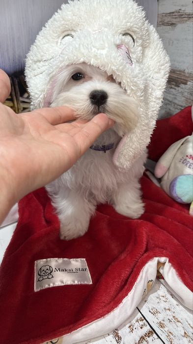 Мальтійська болонка VoliX — шоу-клас, корейський тип, babyface