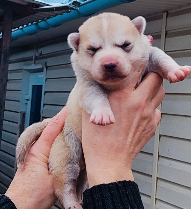 Малюки у вільному доступі