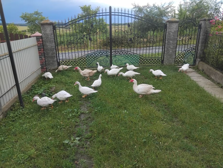 Продам яйця,каченята мускатної качки