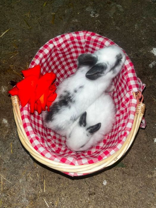 Coelhos anões entrega imediata