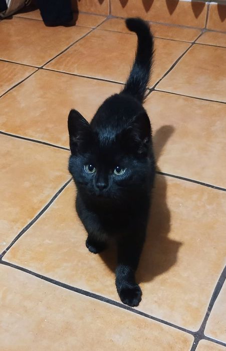 Czarne kocurki  czekają na dom