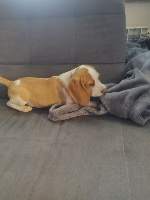 Sprzedam pieska Beagle Bicolor z rodowodem.