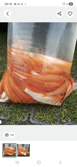 Złota orfa ( złoty jaż)