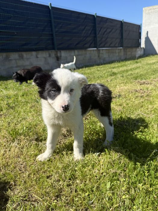 Border Collie Femea Meiguinha Fofa olhos claros